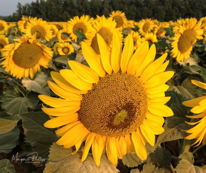 2018-06_Sunflowers