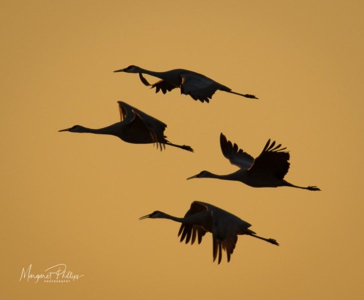 2015-04_Sandhill Cranes in Flight