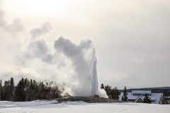 Old Faithful